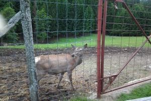 Slika vijesti/2014/srne (3).jpg